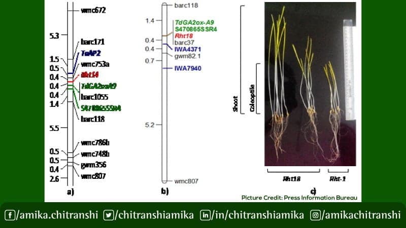 वैकल्पिक बौना जीन करेगा समस्या दूर
